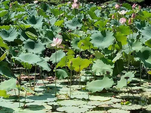 祛除痘痘就吃这几种水果